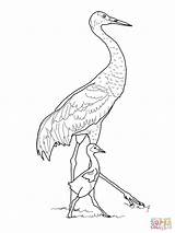 Crane Coloring Sandhill Pages Printable Baby Bird Cranes Drawing Outline Japanese Color Brolga Getdrawings Print Drawings Draw Colorings 24kb 1600px sketch template