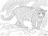 Jaguars Supercoloring Kleurplaat Malvorlage Jacksonville Malvorlagen Stampare Kleurplaten Grosser Magnifique Tiere Giaguaro Jaguares Modeste Giaguari Reptiles Grandi Felini Printmania Rasane sketch template