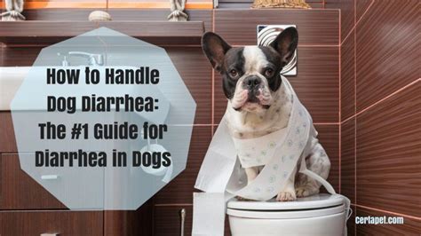 handle dog diarrhea   guide  diarrhea  dogs