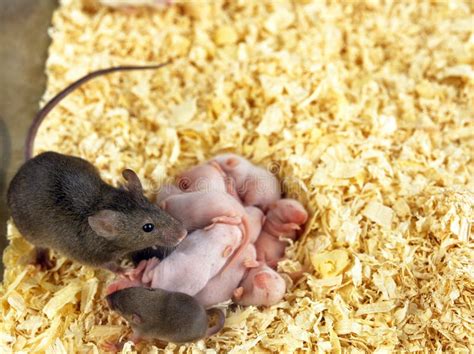 souris grise mus musculus stock photo image  musculus