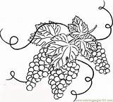 Grapes Grape Vine Coloring Drawing Clipart Outline Leaves Pages Clip Branches Vineyard Flower Drawings Color Vines Cliparts Wine Food Printable sketch template