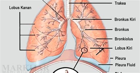 fungsi paru paru sebagai alat ekskresi informasi dunia kesehatan