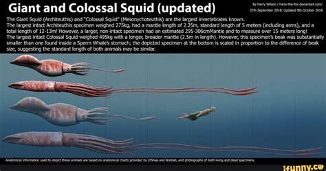 giant  colossal squid updated  giant squid architeuthis