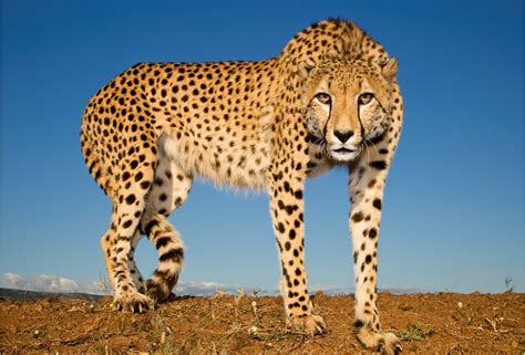 spots  hope  good news  south africas cheetahs focusing  wildlife