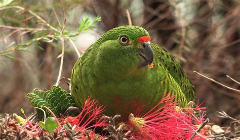 call  survival  ray  hope  endangered parrot australian geographic