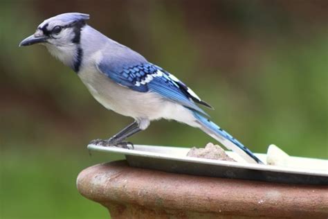 blue colored birds  washington state natures gems learn bird