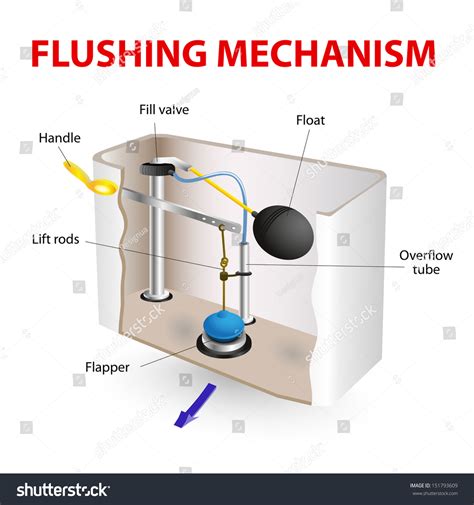 flush toilet flushing mechanism vector diagram stock vector royalty   shutterstock