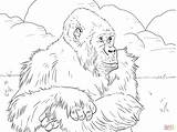 Gorilla Gorillas Gorille Coloriage Pianura Stampare Supercoloring Imprimer Montagnes Adults Montagna sketch template
