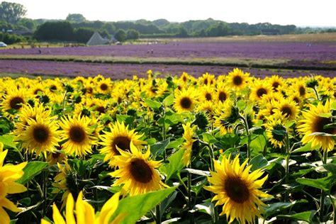 lavender fields  sunflowers  hitchin biggsy travels