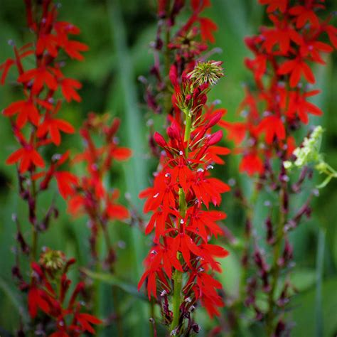 cardinal flower seeds lobelia perennial everwilde farms