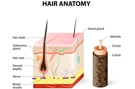 hair anatomy       facts