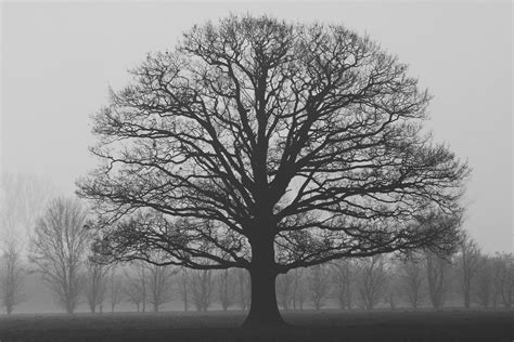 grayscale photography  tree  stock photo