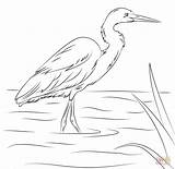 Egret Coloring Pages Printable Designlooter Drawings 870px 85kb sketch template