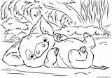 Moana Coloring Disney Pig Pua Pages Pet Printable Print Info Color Book sketch template