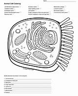 Biologycorner Labeled Labeling Mitochondria Membrane Organelles Mitosis Kayleighrosee sketch template
