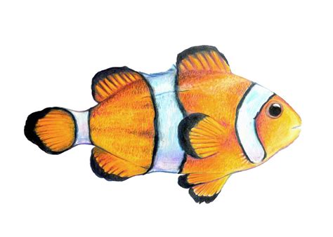 drawings fish drawings clown fish fish painting