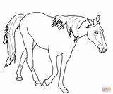 Horse Coloring Pages Tennessee Quarter Horses Walking Girls Color Palomino Jumping Printable Easy Print Friesian Running Vols Drawing Draft Getcolorings sketch template
