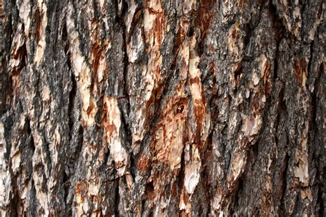 pine tree bark texture picture  photograph  public domain