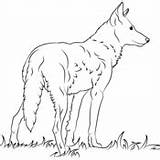 Wilk Lupi Ausmalbilder Ausdrucken Kolorowanka Wolves Wolfs Gratis sketch template