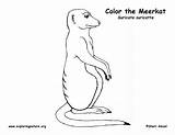 Meerkat Coloring Printing Exploringnature sketch template