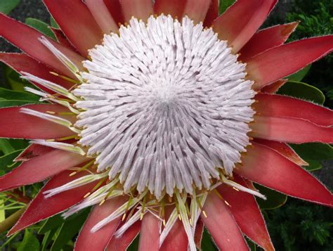 king protea flower  king protea protea cynaroides  flickr