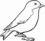 Coloring Pages Bird Drawing Easy Drawings Simple Birds Printable Sheets Animal Visit sketch template