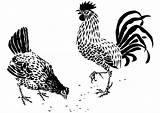 Gallo Gallina Dibujo Grandes sketch template