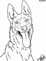 Shepherd Dutch Malinois Lineart Simensis Canis Malen Belgian Acryl Croquis Ausmalbilder Dogs sketch template