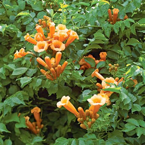 trumpet vine  homes gardens