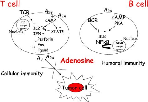 role  adenosine receptors   regulation  immune responses