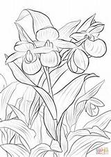 Slipper Supercoloring Ladys Orchids sketch template