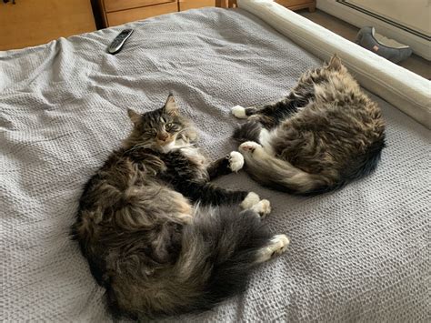 Queen Size Bed Two Maine Coon Kittens