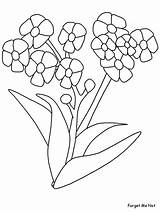 Forget Coloring Flowers Pages Forgetmenot Flower Printable Drawing Nots Sheets Bamboo Realistic Dandelion Book Advertisement Coloringpagebook Kids Getdrawings Save sketch template