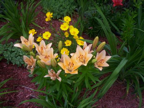 grow asiatic lilies dengarden