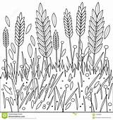 Coloring Feld Campo Gerste Ryes Schwarzweiss Weizens Grano Segale Orzo Bianco sketch template