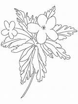 Coloring Pages Buttercup Small Flower Recommended sketch template