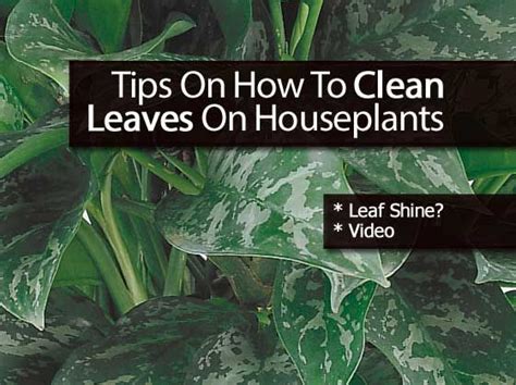 clean houseplant leaves houseplants plants water plants