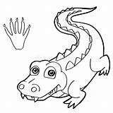 Crocodile Coloring Pages Nile Kids Baby Vector Print Paw Color Cartoon sketch template