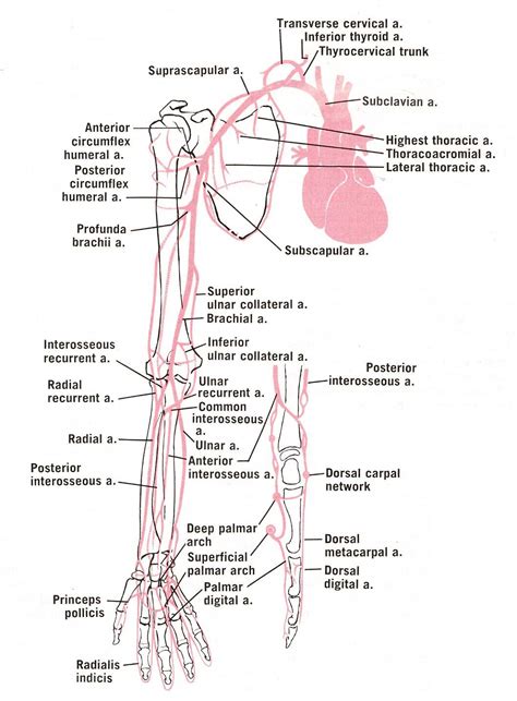 upper extremity arteries anatomy