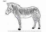 Animals Zebra Tutorials Enhance Stripes Let Drawingtutorials101 sketch template