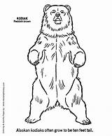 Grizzly Kodiak Outline Colouring Printable Honkingdonkey Outlines Sketches sketch template