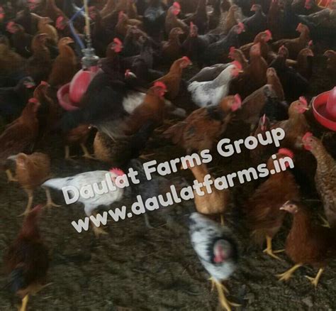 Frozen Foods Daulat Farms Daulat Farms Group Of