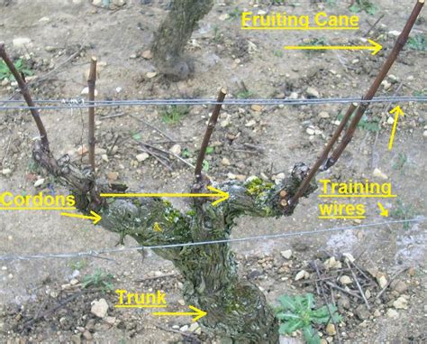pruning bushes brambles  vines philadelphia orchard project