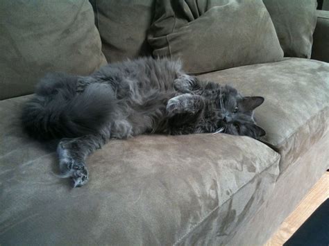 comfy couch  comfy cats comfy couch comfy sofa