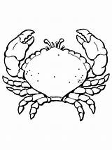 Crab Coloring Pages Printable Kids sketch template