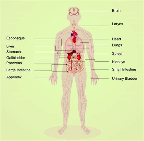interesting facts diagram parts  human body  kids