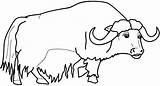 Yack Yak Mammals Dididou Provenance sketch template