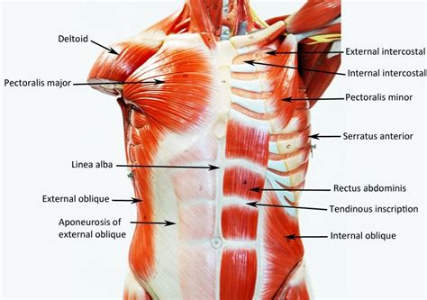 chest muscles diagram labeled pectoral girdle anatomy bones muscles