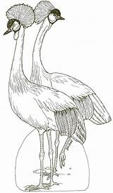 Coloring Ark Crested Cranes Noah Pages Janbrett Noahs Mural Jan Click Subscription Downloads Pdf Format sketch template