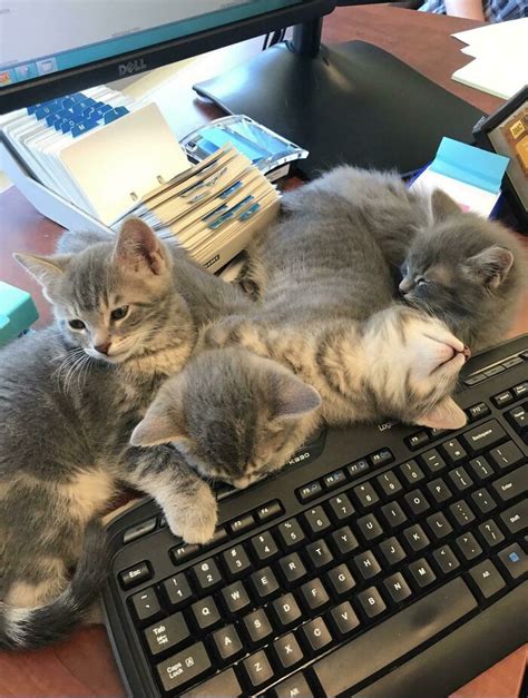 This Online Group Is Dedicated To Cats With Jobs And Here Are 38 Of